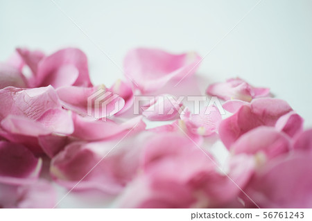 Pink petals 56761243