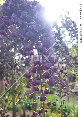 Inoki rattan flower Inoki rattan flower 56761271