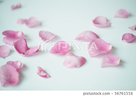 Pink petals Pink petals 56761558