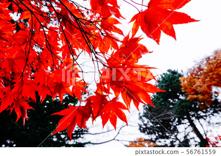 Autumn season of tree and leaves Autumn season of tree and leaves 56761559