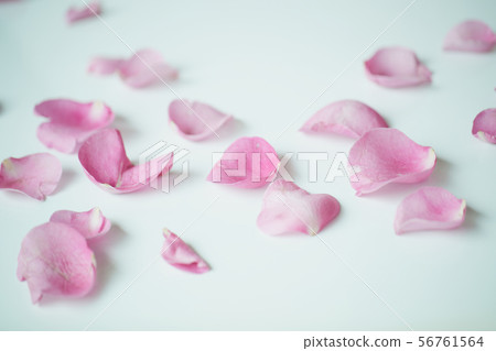 Pink petals Pink petals 56761564
