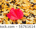 Autumn season of tree and leaves 56761614