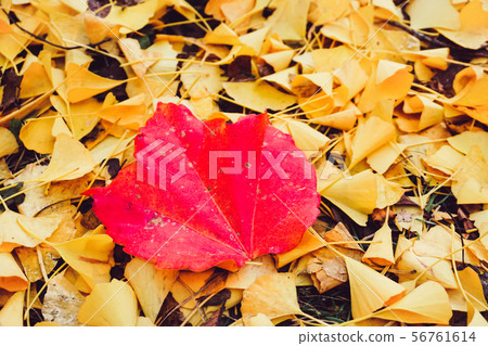 Autumn season of tree and leaves Autumn season of tree and leaves 56761614