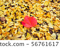 Autumn season of tree and leaves 56761617
