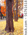 Autumn season of tree and leaves 56761618