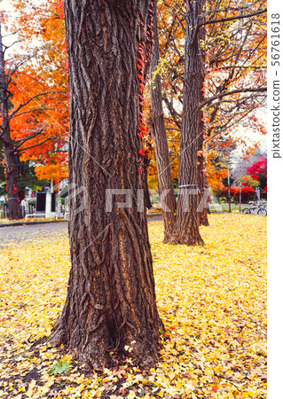 Autumn season of tree and leaves Autumn season of tree and leaves 56761618