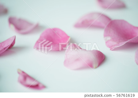 Pink petals Pink petals 56761619
