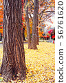 Autumn season of tree and leaves 56761620