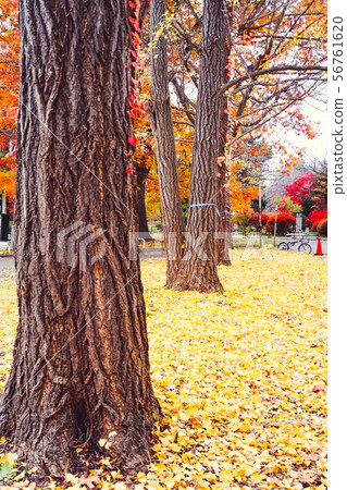 Autumn season of tree and leaves 56761620