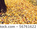 Autumn season of tree and leaves 56761622