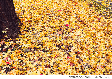 Autumn season of tree and leaves Autumn season of tree and leaves 56761622