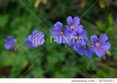 Flowers blooming in the forest Flowers blooming in the forest 56761651