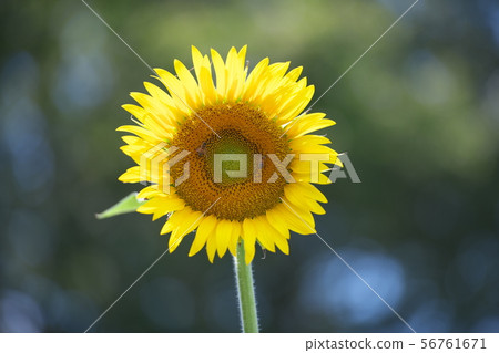 Summer flower Sunflower 56761671