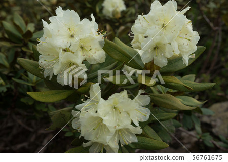 Shrub with flowers blooming in the forest 56761675