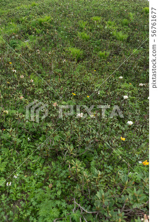 Bush, green leaves background. Natural tropical nature forest foliage. 56761677
