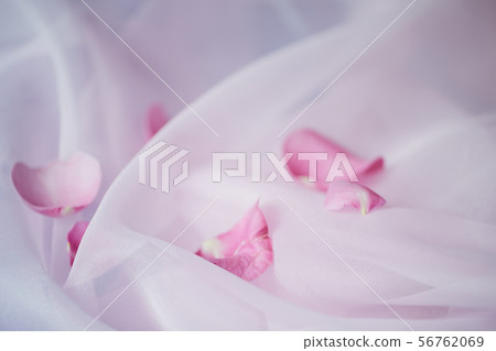 Pink petals 56762069