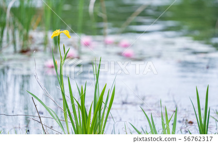 Minuma Nature Park Kishobu in the water 56762317