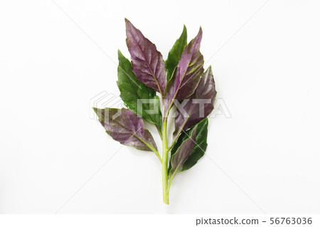 Kintoki grass Kintoki grass 56763036