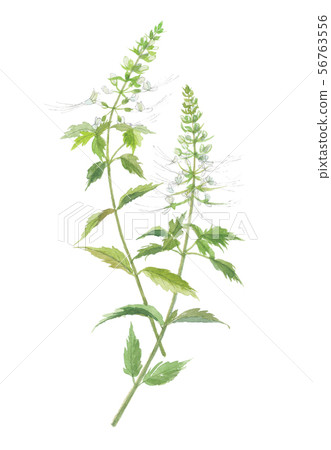 Feline bean sprouts Feline bean sprouts 56763556