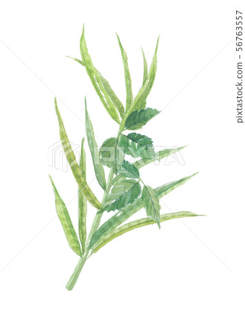 瓜爾豆簇豆 56763557