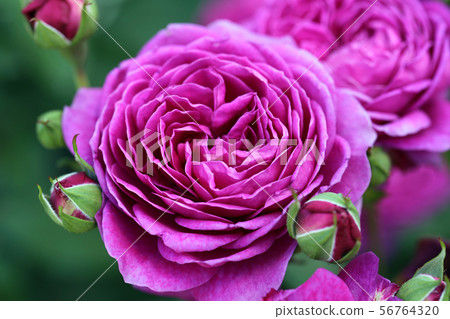 Pink rose 56764320