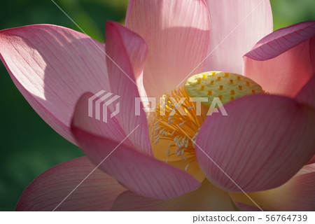 蓮花 蓮花 56764739