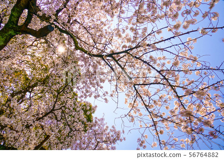 Clear sky and cherry blossoms in full bloom Clear sky and cherry blossoms in full bloom 56764882
