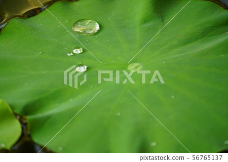 Lotus leaf Lotus leaf 56765137