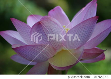 蓮花 56765138