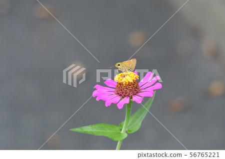 Ichimonji Seseri和Zinnia 56765221
