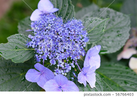 Hydrangea Purple 2 Hydrangea Purple 2 56766403