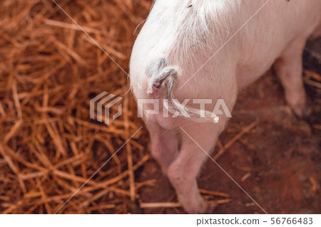 Pig tail on pink piglet in a barnyard Pig tail on pink piglet in a barnyard 56766483
