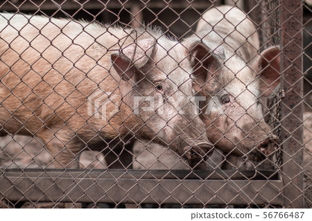 Meat industry. Pigs on the farm. Pig breeding, Meat industry. Pigs on the farm. Pig breeding, 56766487