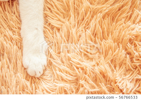White cat paw in bed soft feeling holiday idea 56766533