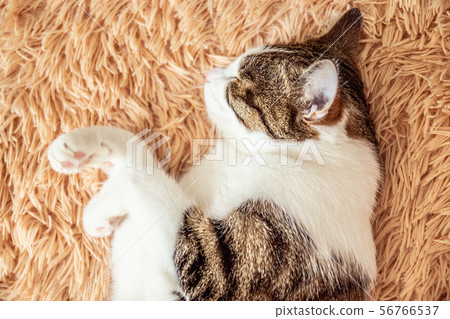 Closeup of a cute tabby cat sleeping on a sofa. Closeup of a cute tabby cat sleeping on a sofa. 56766537