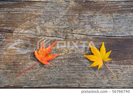 Autumn maple 2 leaves Autumn maple 2 leaves 56766740