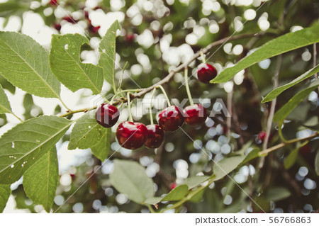 Cherry tree in the garden with ripe fruits on the 56766863