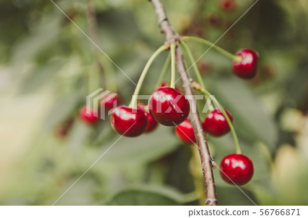 Ripe cherries hanging from a cherry tree branch in Ripe cherries hanging from a cherry tree branch in 56766871