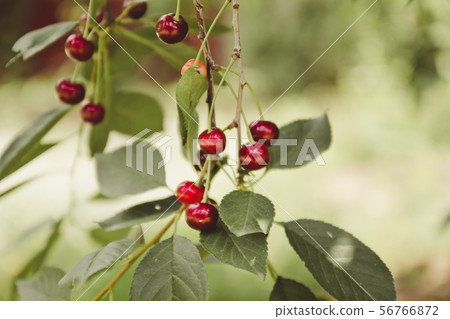 Ripe cherries hanging from a cherry tree branch in 56766872