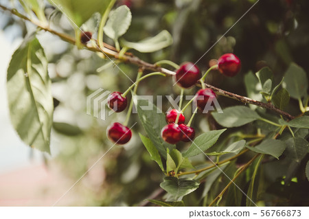 Cherry tree in the garden with ripe fruits on the 56766873