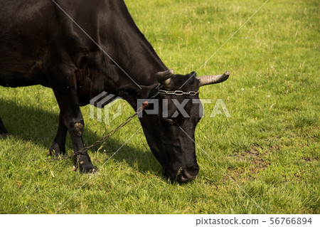 Picture of a black cow in the meadow Picture of a black cow in the meadow 56766894