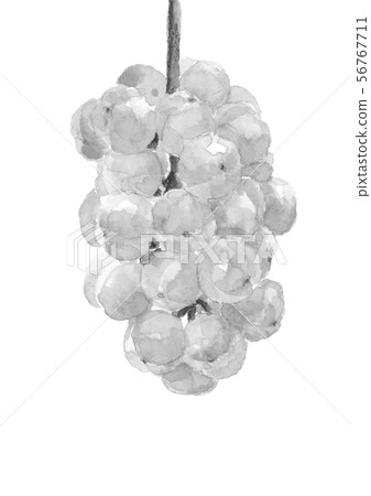Grapes grapes seto giants watercolor monotone Grapes grapes seto giants watercolor monotone 56767711