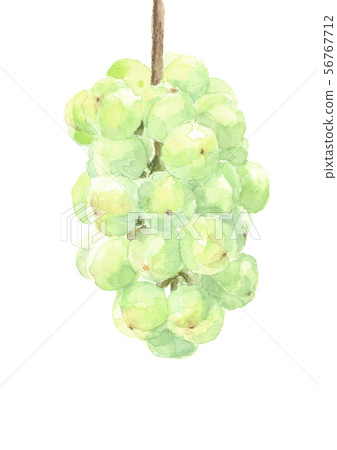 Grapes grapes seto giants watercolor Grapes grapes seto giants watercolor 56767712