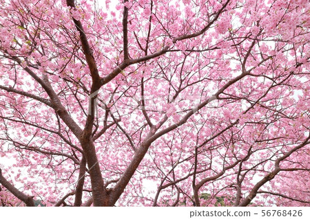 Kawazu Sakura looking up Kawazu Sakura looking up 56768426