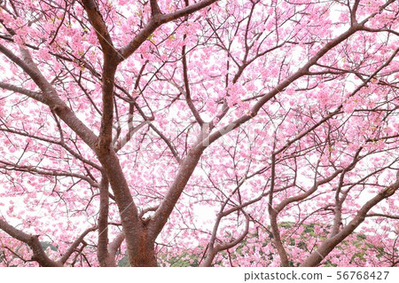 Kawazu Sakura looking up 56768427