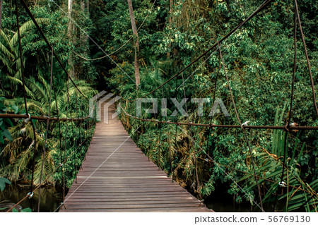 France, Adventure, Bamboo - Plant, Bridge - Built France, Adventure, Bamboo - Plant, Bridge - Built 56769130