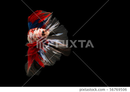 Swimming Action of Betta, Siamese fighting fish 56769506