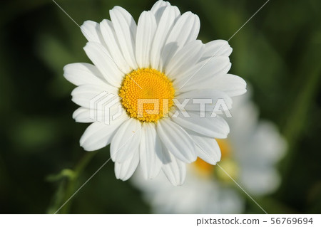 瑪格麗特 56769694