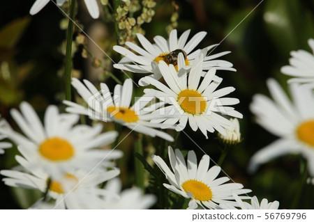 瑪格麗特 瑪格麗特 56769796