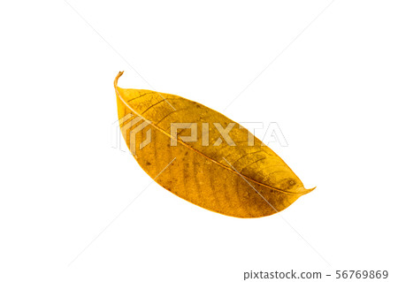 Dry leaf texture of Marian Plum Dry leaf texture of Marian Plum 56769869